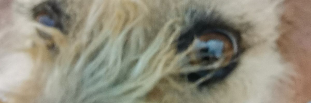 avazquez10971's profile banner image