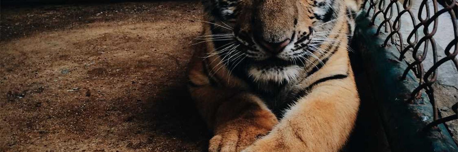 JmOoOl❤️ Memecoin banner