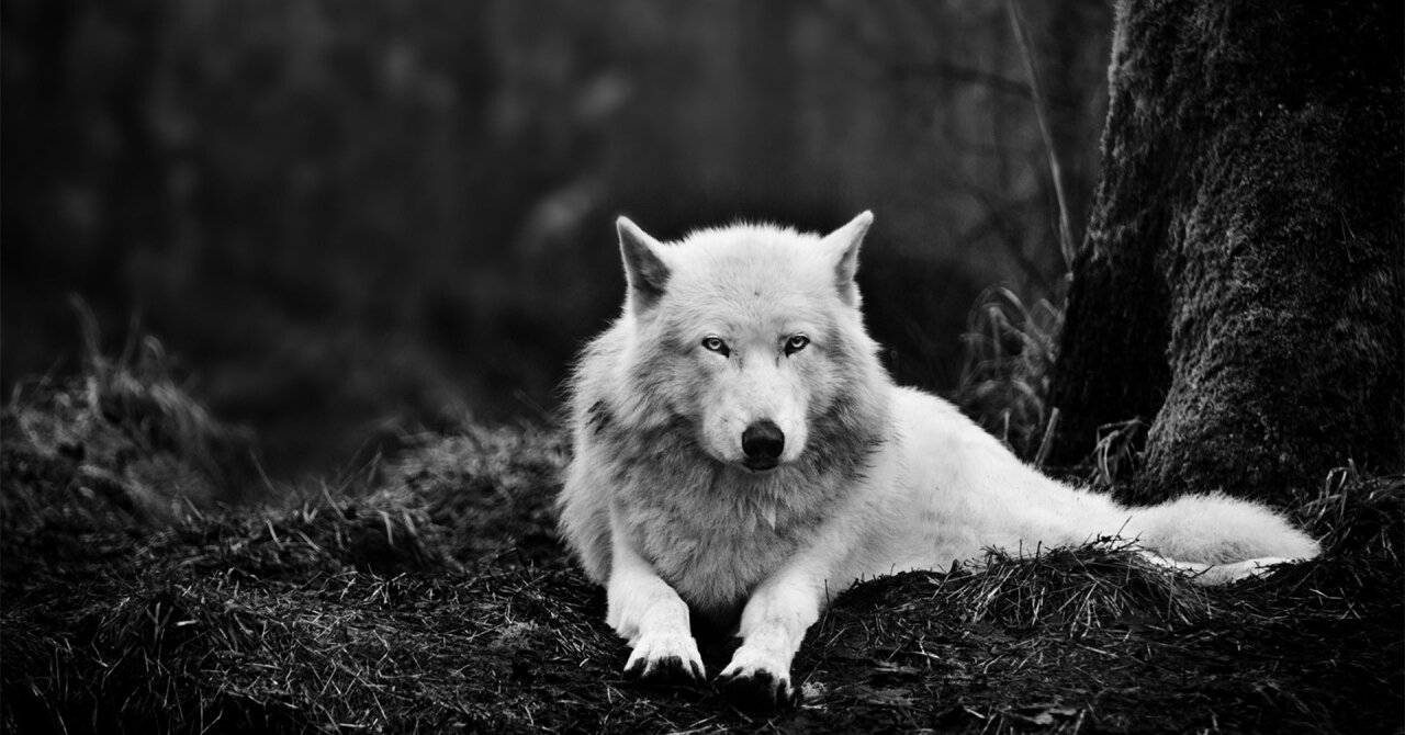 shereen_Rue's profile banner image