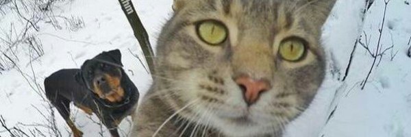 faneggchen Profile Banner