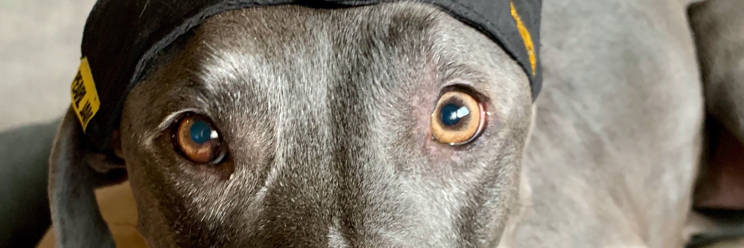 amyadorapj's profile banner image