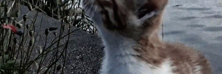 deewardy's profile banner image