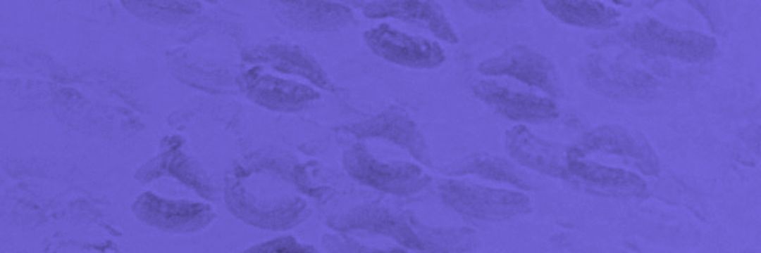 zynx✧ banner
