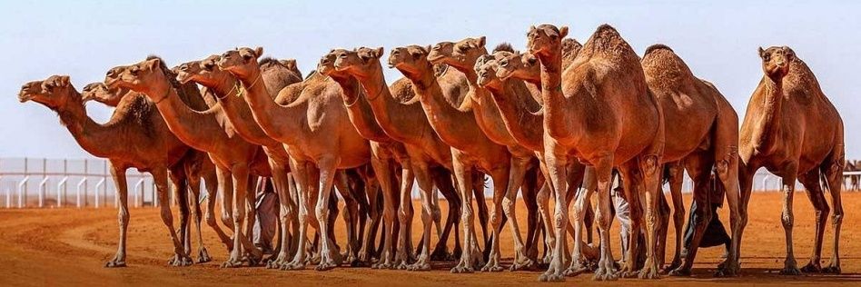 ⋆𐙚โ⎽͟⎽⎽ᷞ⎽⃪ⷽ͢⎽ͮ⎽ⷽ⎽͟ᓅปོ banner