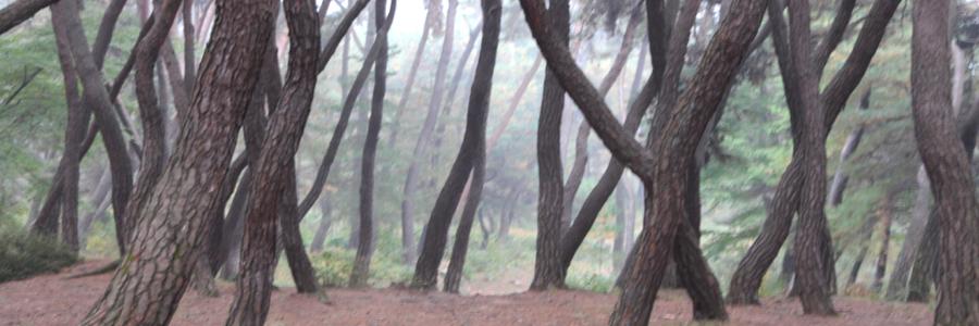 tree banner