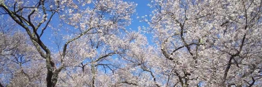 fried_sakura's profile banner image