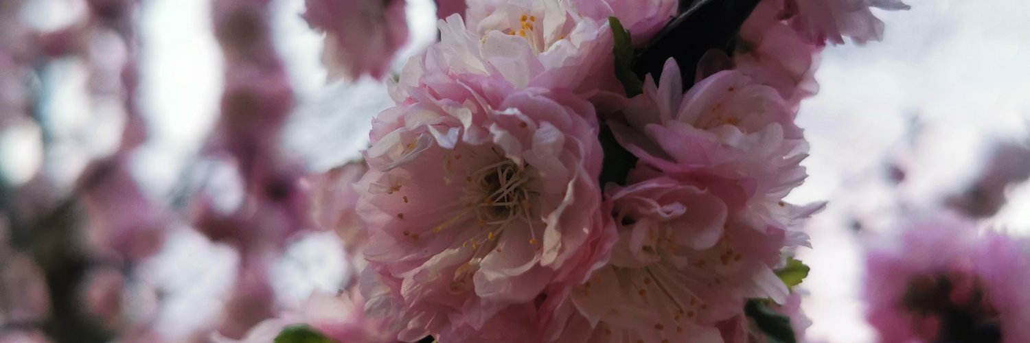 MaryMarblesBlog's profile banner image