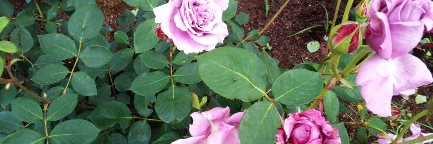 violetgotoh's profile banner image