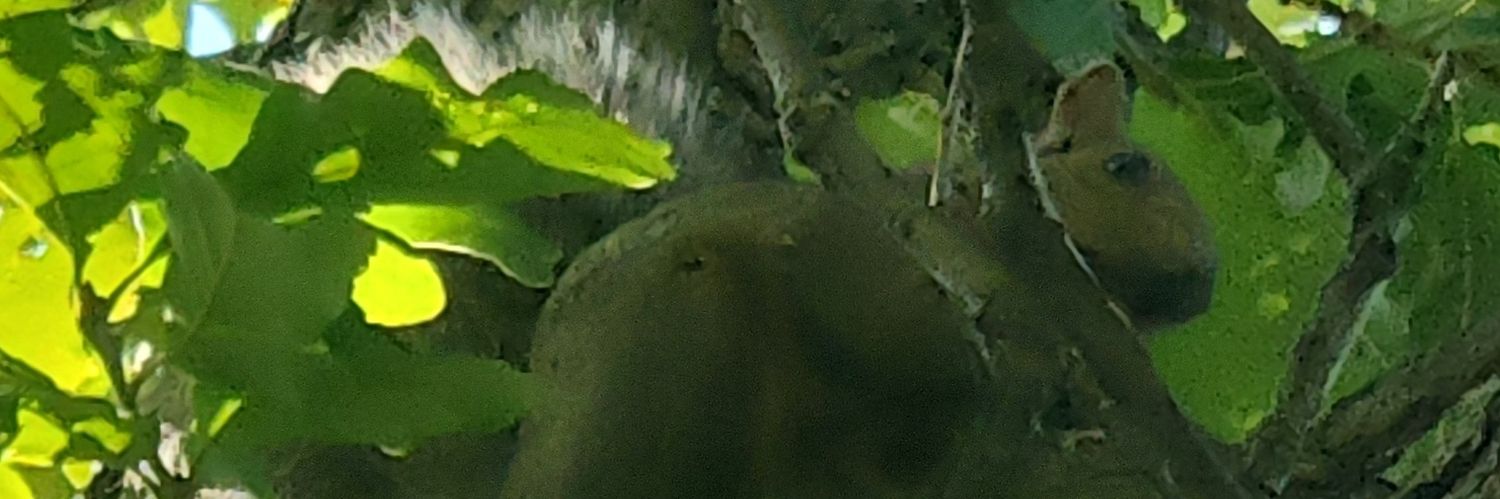 Aliyah raccoons banner