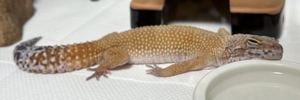 n_ikms Profile Banner