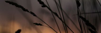 above the cloud banner