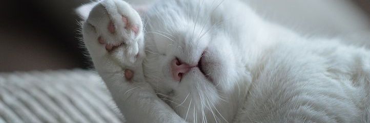 xcatworld's profile banner image