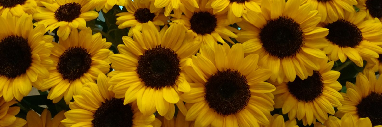 thomasreiko's profile banner image