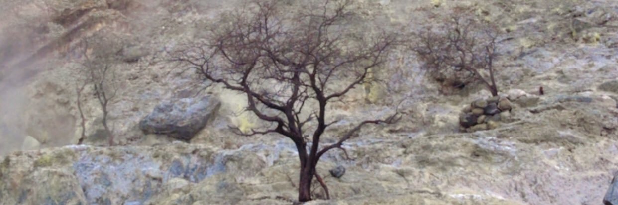 jelly ⋆ mt after dm banner