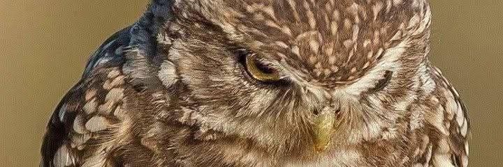 washistaculo enojón banner