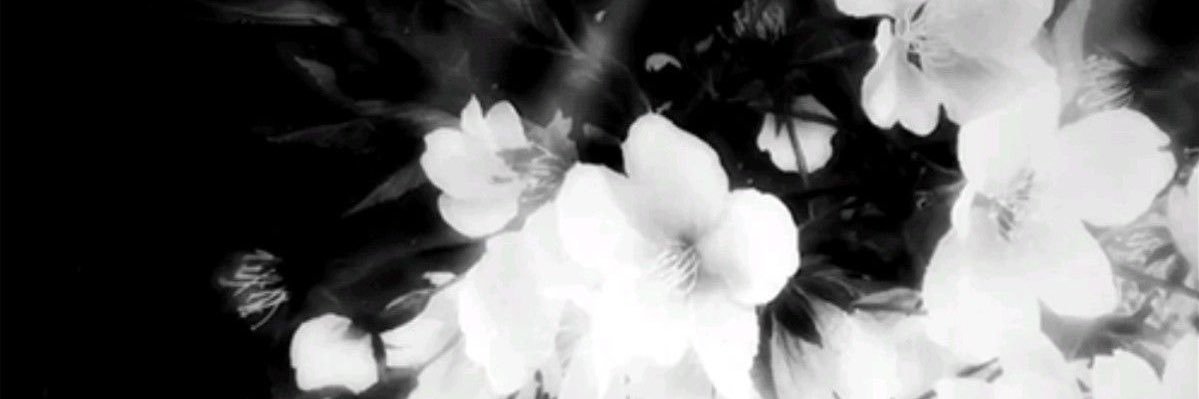 ash🪽's banner