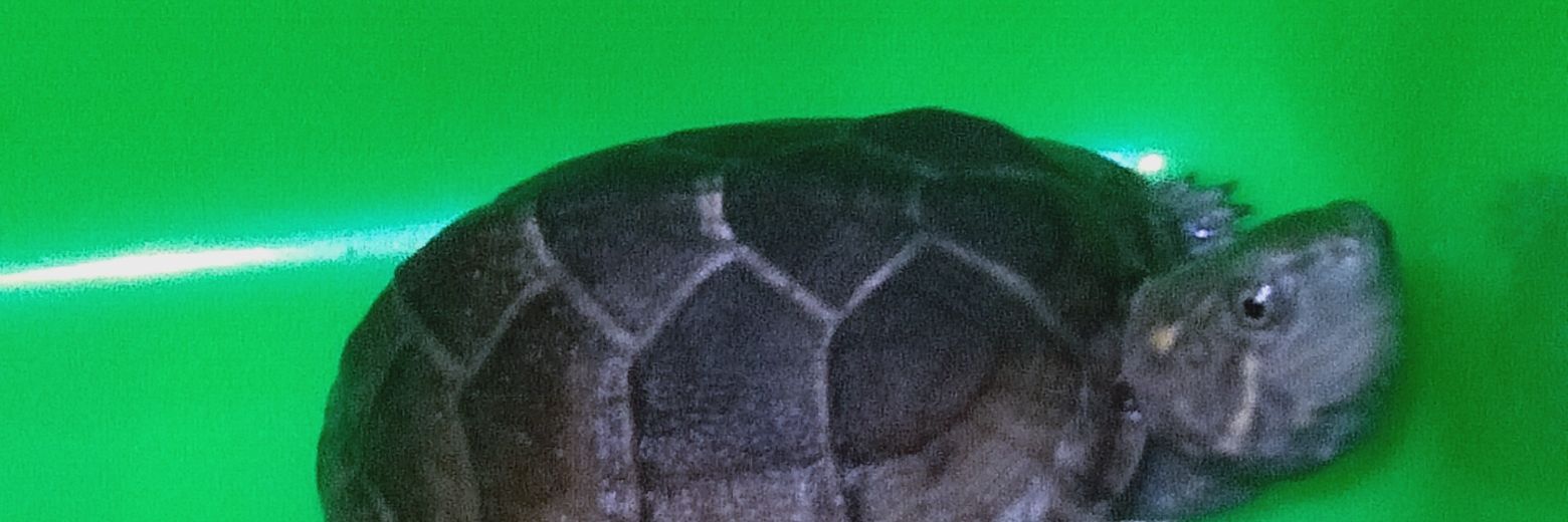 心靈毒藥 banner