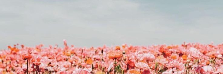 ToB2_Cecilia's profile banner image