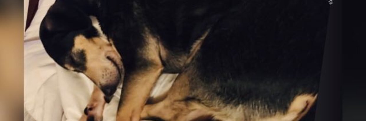 OVALLENiko's profile banner image