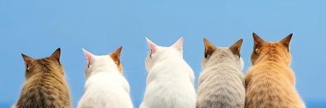 MeAnnLee's profile banner image