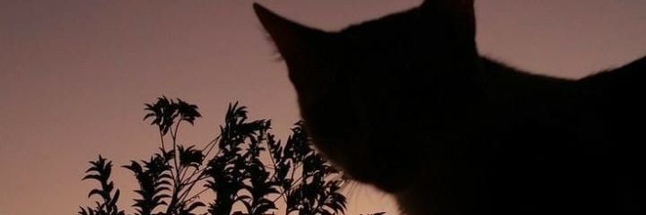 ocampo7_mara's profile banner image