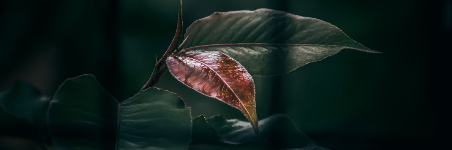 MDincerr's profile banner image