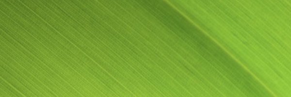 Peach477 Profile Banner