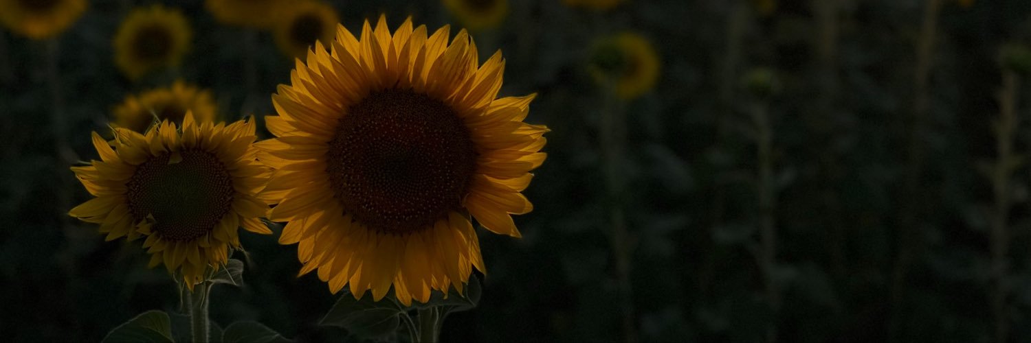ebrar_basakk's profile banner image