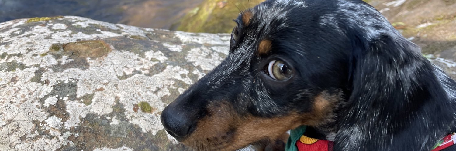 paularamossch's profile banner image
