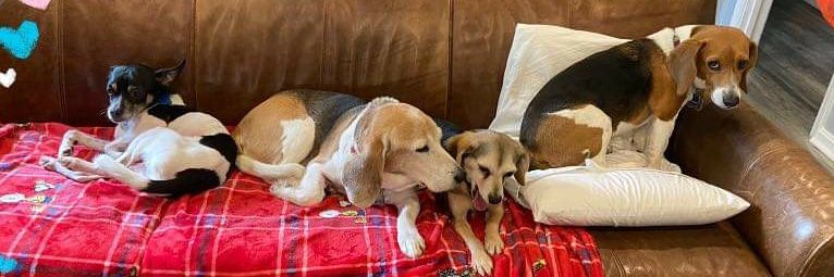 NoodleBeagle banner