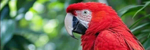 frenpox Profile Banner