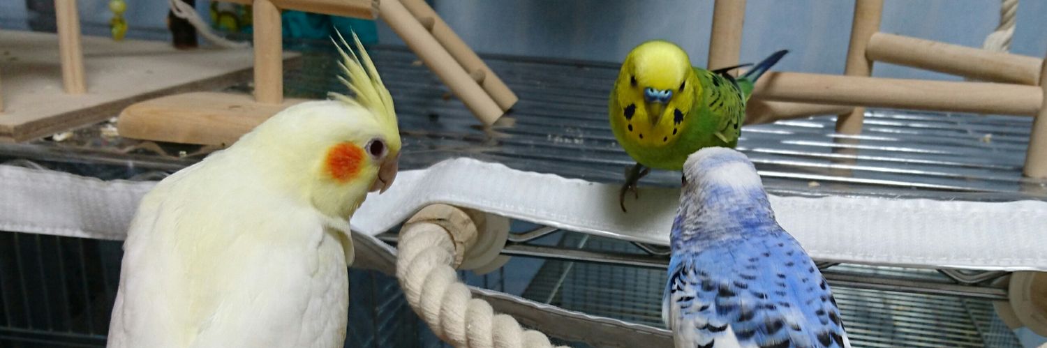 marimo11260513's profile banner image