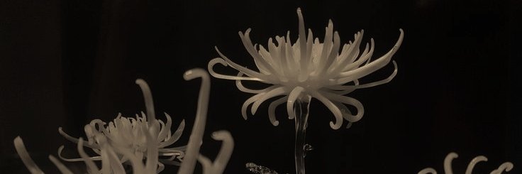 nydhia's profile banner image