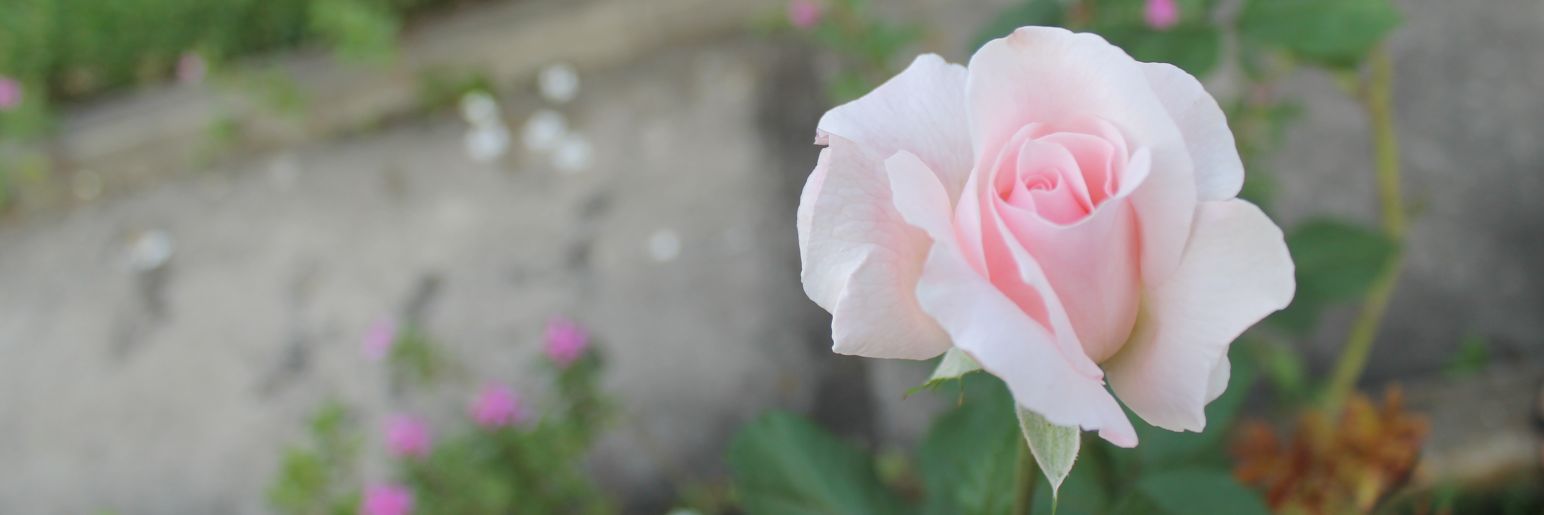 majomeej's profile banner image