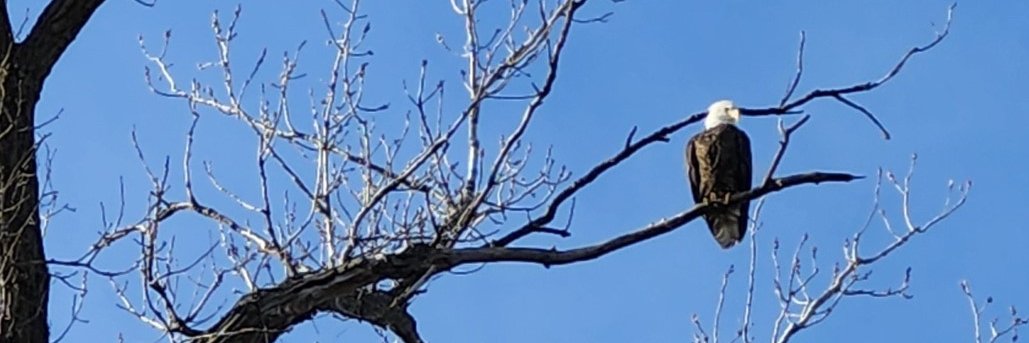 Insanemoondoggie.👀 banner