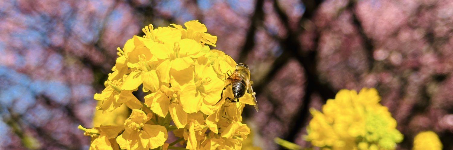 まの's banner