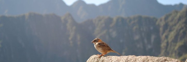 jaybischof's profile banner image