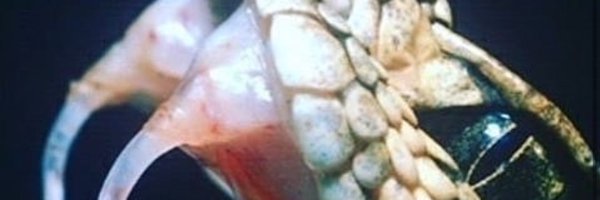 naloiax Profile Banner