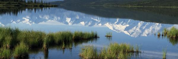 Vogelheim Profile Banner