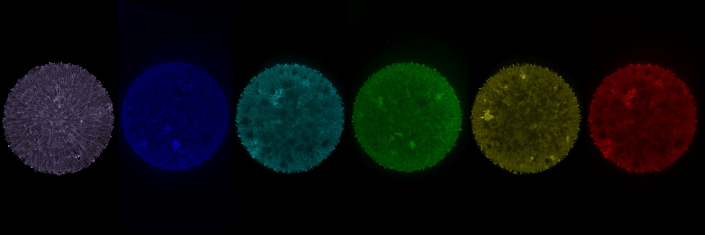 Marco La Fortezza banner