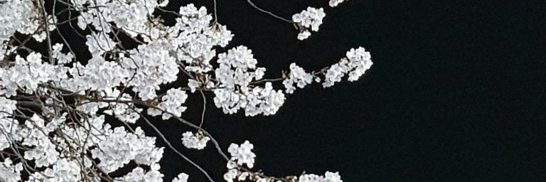 춘춘 banner