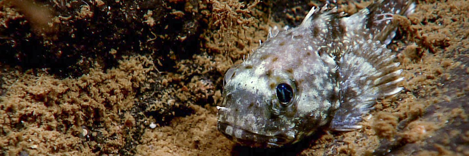 NOAA Ocean Exploration banner