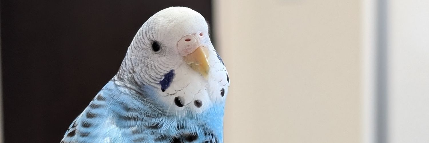 k_ritsuRT's profile banner image