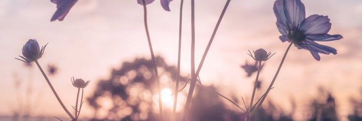 surkh59's profile banner image