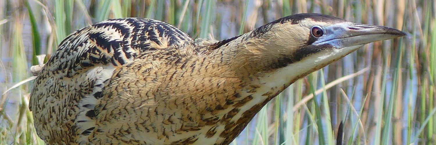 Jannie Hoekstra-Haringa banner