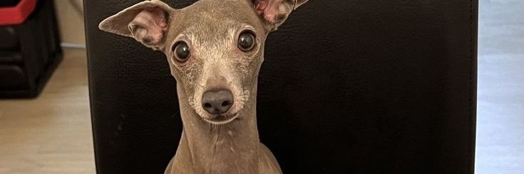 ✶ banner