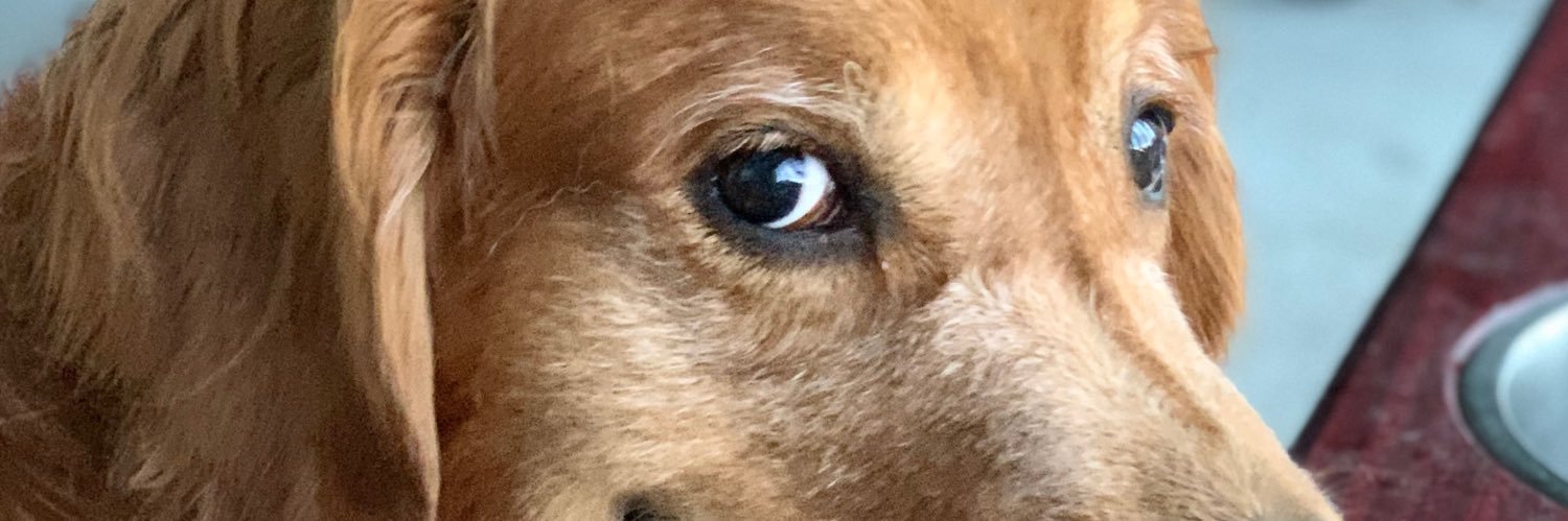 tjgillitzer's profile banner image