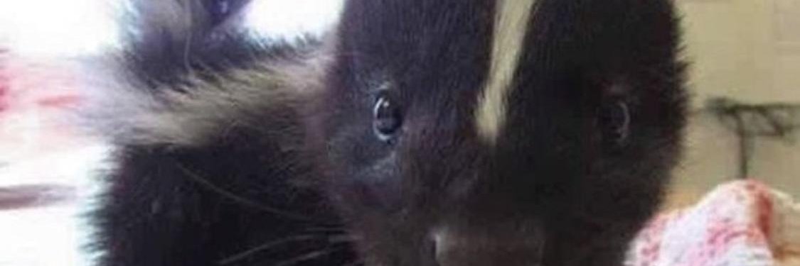 Bawsk's profile banner image