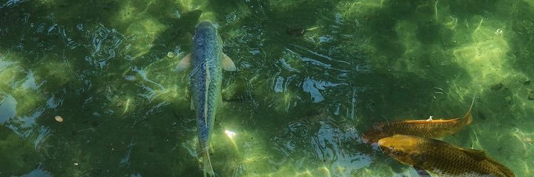 Electra 🪐 ⵣ banner