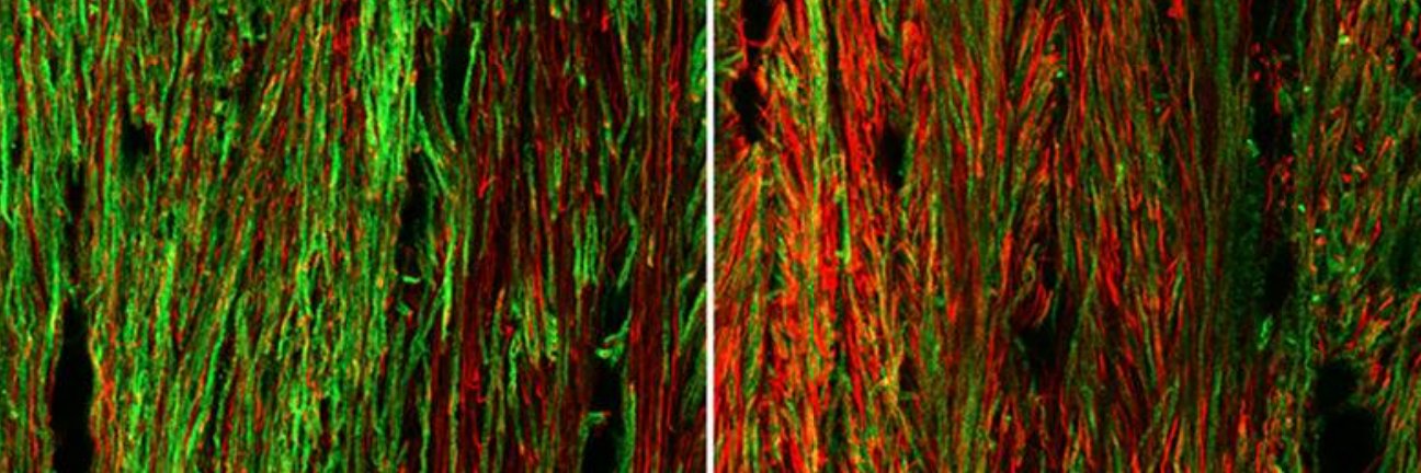 Maria Domercq banner